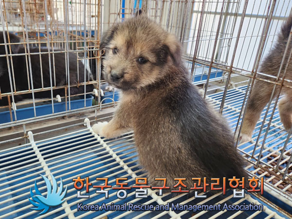 종료(자연사) 믹스…